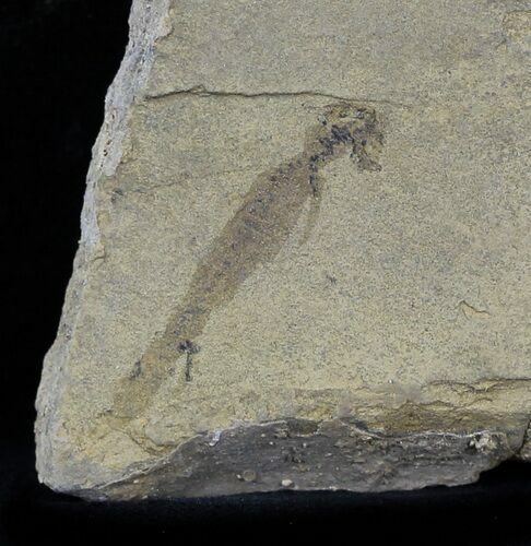 Permian Branchiosaur (Amphibian) Fossil - Germany #31697